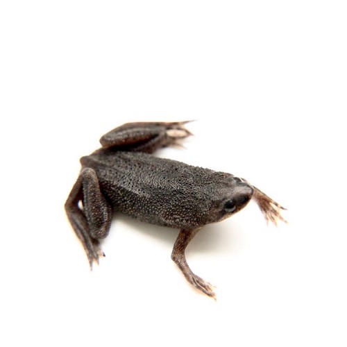 Hymenochirus boetgeri - Grenouilles africains L